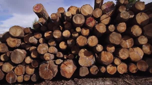 Mnoho dřevěných klád v profilu — Stock video