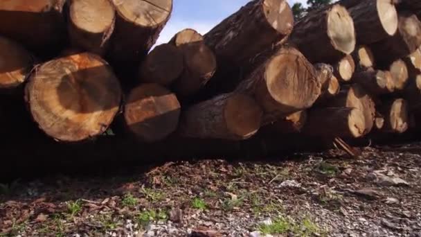 Pilha de troncos de madeira na floresta — Vídeo de Stock
