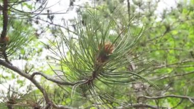 Çam ağacının yeşil yaprakları