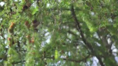 Ağaçların yeşil yaprakları üzerinde Firavun konileri