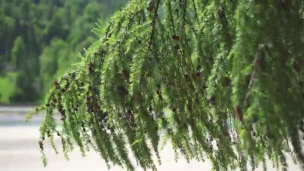 Jedlové kužely na zelených listech stromu — Stock video