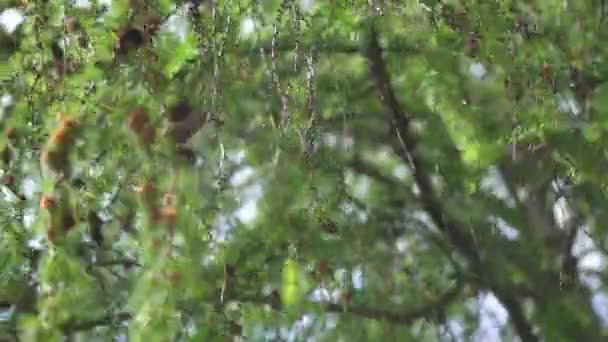 Fir kottar på de gröna bladen av trädet — Stockvideo