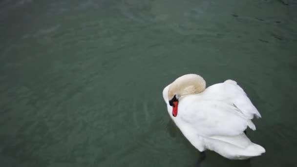 Cisne blanco nada en el agua — Vídeos de Stock