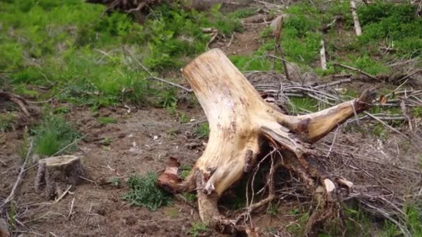 Raiz de árvore cortada no chão — Vídeo de Stock
