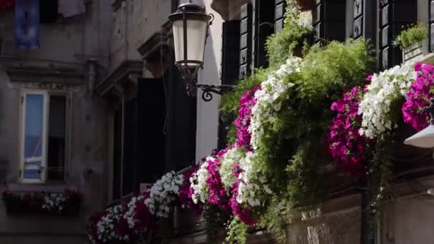 Fenster von Häusern mit Blumen draußen — Stockvideo
