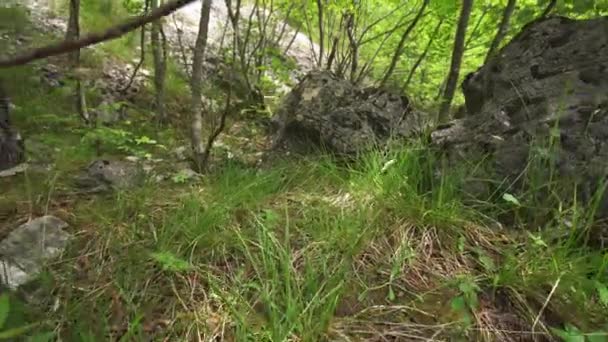 Plastikflasche mitten in der Natur — Stockvideo