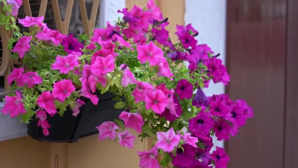 Fönster på hus med blommor utanför — Stockvideo