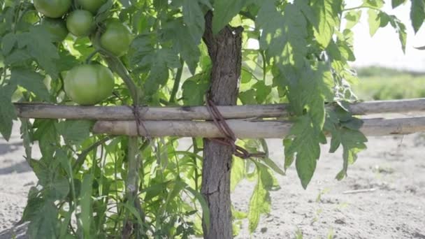 Πράσινες ντομάτες στο φυτό με φύλλα — Αρχείο Βίντεο