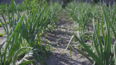 Yerde soğan yetiştirme