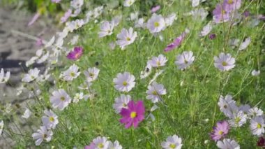 Çiçekler büyüyen topraklarda yetişir.