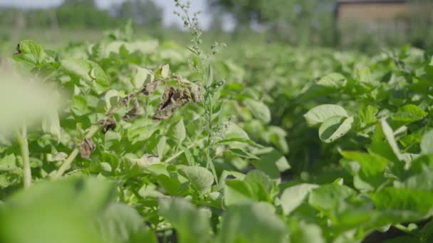 Πράσινα φυτά πατάτας που καλλιεργούνται στο έδαφος — Αρχείο Βίντεο