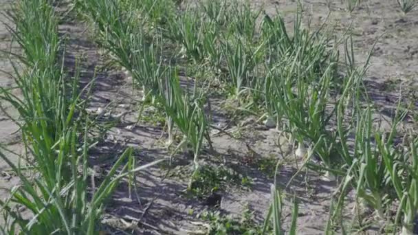 Cultivo de cebolla en el suelo — Vídeo de stock