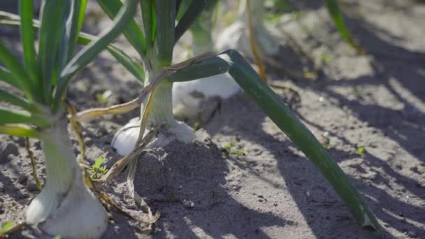Καλλιέργεια κρεμμυδιού στο έδαφος — Αρχείο Βίντεο