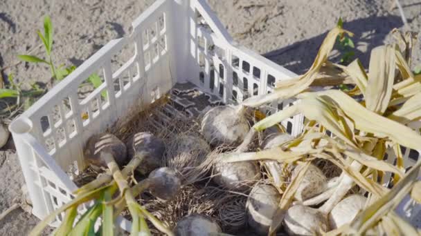 Cebolla recogida en recipiente de plástico — Vídeo de stock