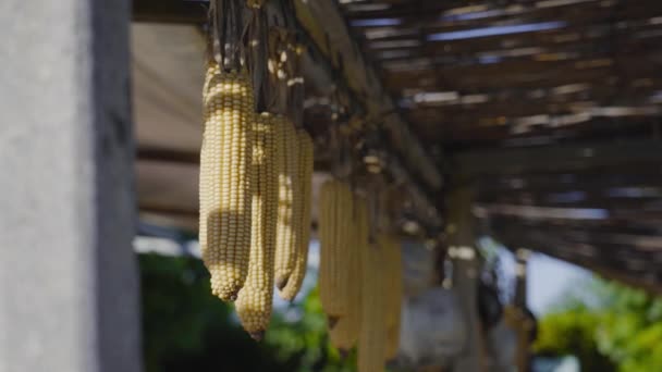 Harvested corn hung up to dry in the sun — Stock Video