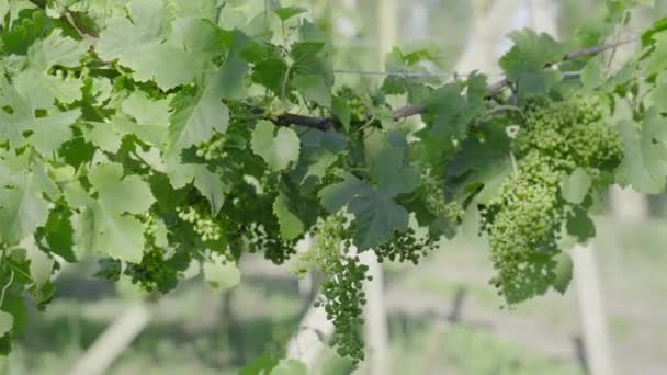 Des raisins verts poussent sur la vigne