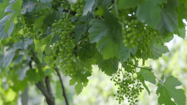 Uvas não maduras crescem na planta verde — Vídeo de Stock
