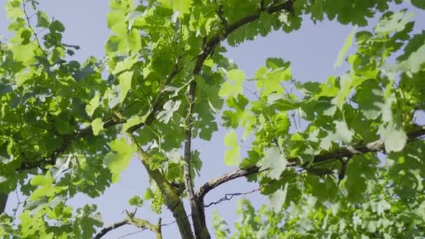 Cultivo de uvas aún no maduras — Vídeo de stock