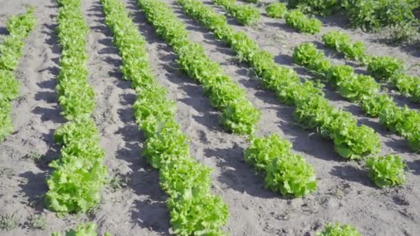 Cultiver la salade verte sur le sol — Video