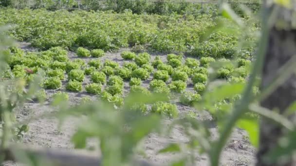 地面に緑のサラダを栽培 — ストック動画
