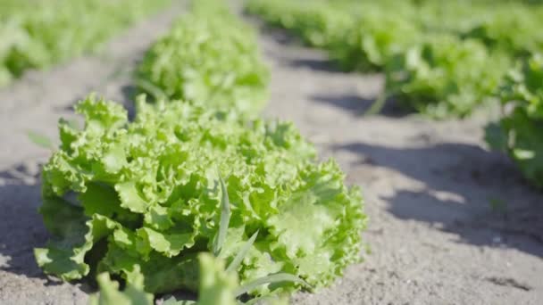 Crescer salada verde no chão — Vídeo de Stock