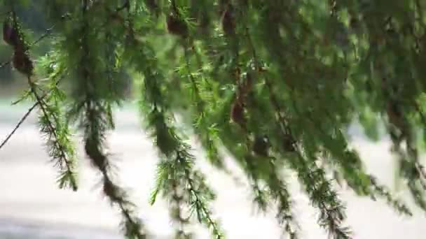 木の緑の葉の上の平らな円錐形 — ストック動画