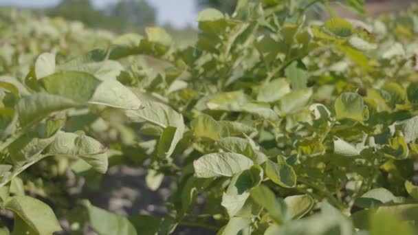 Plantes vertes de pommes de terre poussant sur le sol — Video