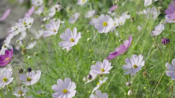 Las flores crecen en el terreno de cultivo — Vídeos de Stock