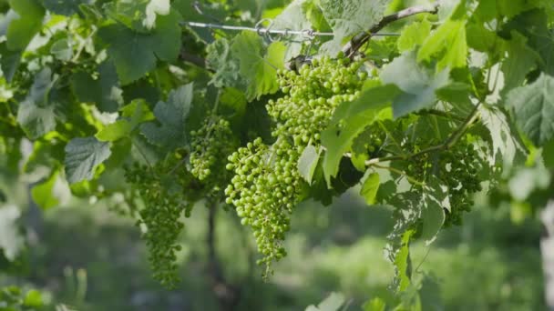 Uvas verdes estão crescendo na videira — Vídeo de Stock