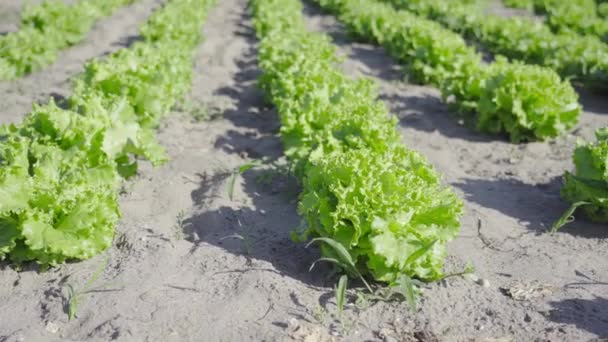 Cultiver de la laitue verte douce sur le sol — Video