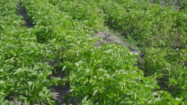 Plantes vertes de pommes de terre poussant sur le sol — Video