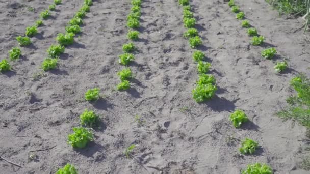Cultiver de la laitue verte douce sur le sol — Video