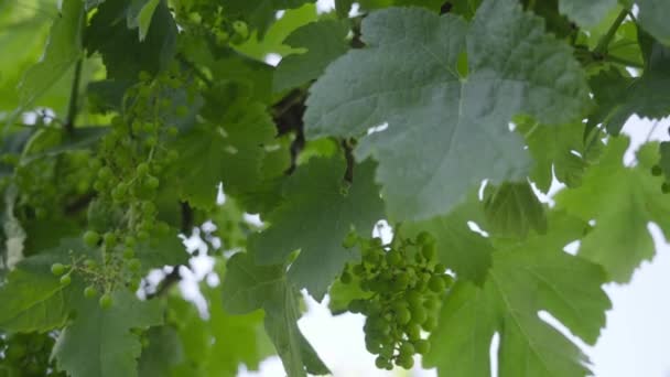Незрілий виноград росте на зеленій рослині — стокове відео