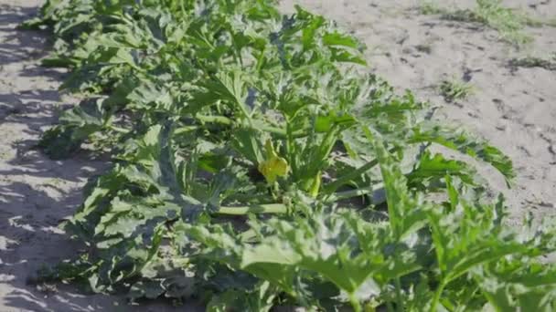 Anbau von Zucchini auf dem Boden — Stockvideo