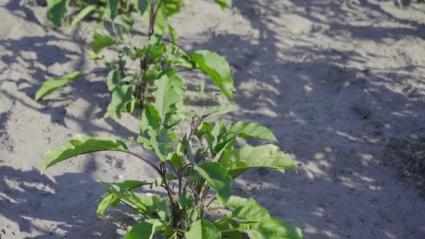 L'aubergine pousse sur les terres agricoles — Video