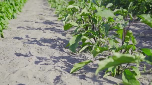 L'aubergine pousse sur les terres agricoles — Video