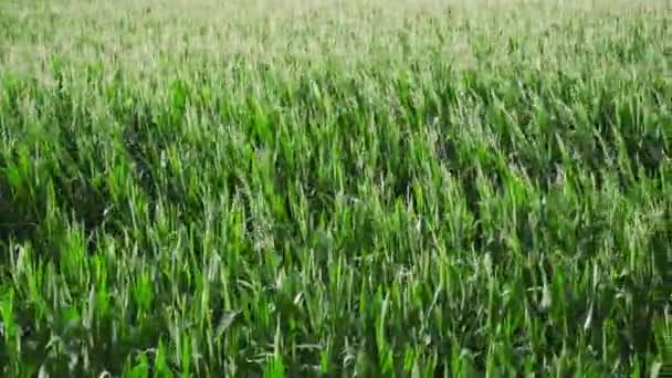 Maïsveld met veel hoge planten — Stockvideo