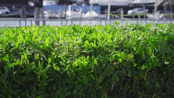 Arbustes verts de la ville soigneusement taillés — Video