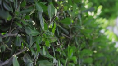 Yeşil şehir çalıları dikkatlice budanmış