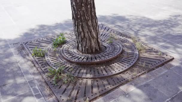 Träd omgivet av metallcirklar mitt i staden — Stockvideo