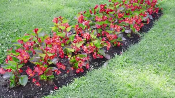 Красиві червоні квіти ростуть в парку — стокове відео
