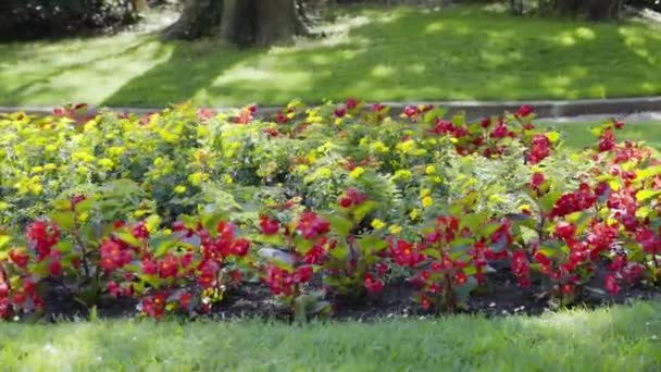 Vackra röda blommor växer i parken — Stockvideo