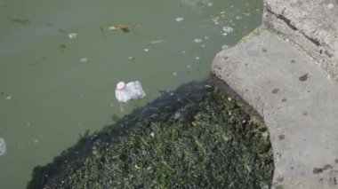 Kanal suyunun ortasında plastik bir şişe.
