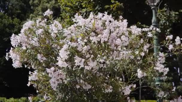 Bush avec des fleurs blanches de printemps