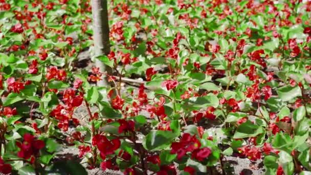 Vackra röda blommor växer i parken — Stockvideo