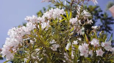 İtalya 'da yazın çiçek açan çalılar.