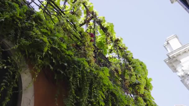 Una pared verde en el corazón de Venecia — Vídeo de stock