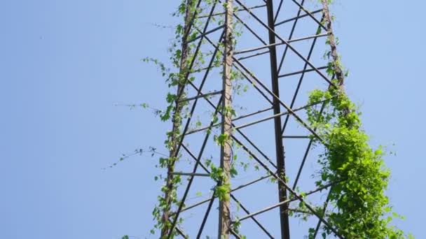 Metalen toren bedekt met groene planten — Stockvideo