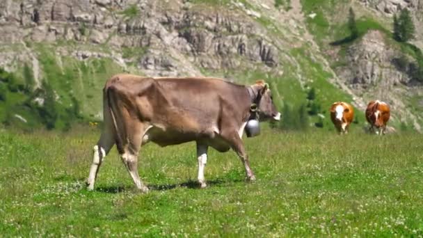 Vaca caminha no meio das montanhas no verão — Vídeo de Stock