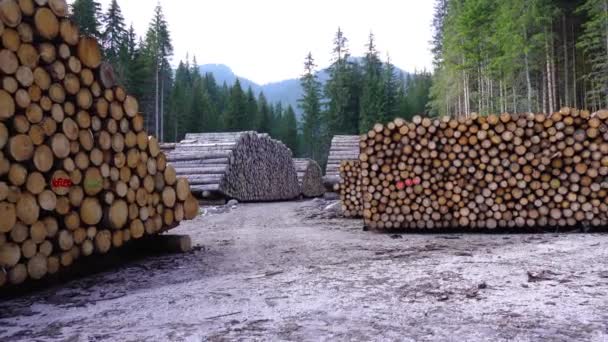 Movimiento en medio de muchas pilas de troncos de madera — Vídeo de stock